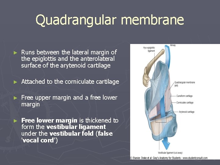 Quadrangular membrane ► Runs between the lateral margin of the epiglottis and the anterolateral