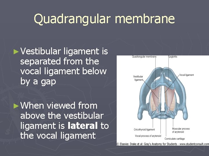 Quadrangular membrane ► Vestibular ligament is separated from the vocal ligament below by a