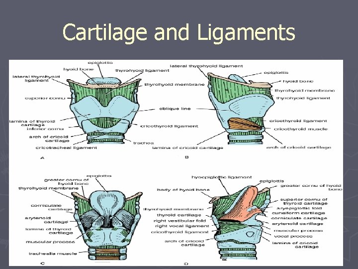 Cartilage and Ligaments 