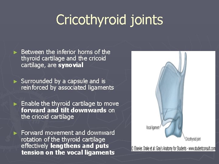 Cricothyroid joints ► Between the inferior horns of the thyroid cartilage and the cricoid Cricothyroid joints ► Between the inferior horns of the thyroid cartilage and the cricoid