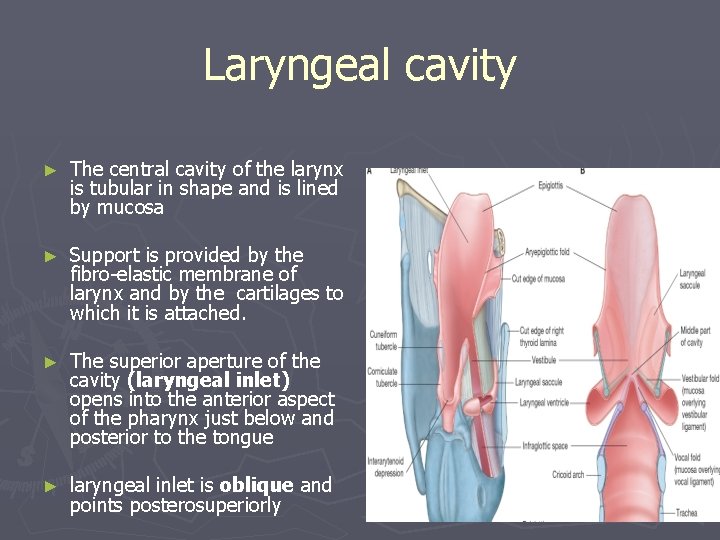 Laryngeal cavity ► The central cavity of the larynx is tubular in shape and