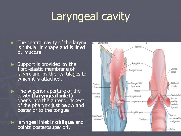 Laryngeal cavity ► The central cavity of the larynx is tubular in shape and Laryngeal cavity ► The central cavity of the larynx is tubular in shape and