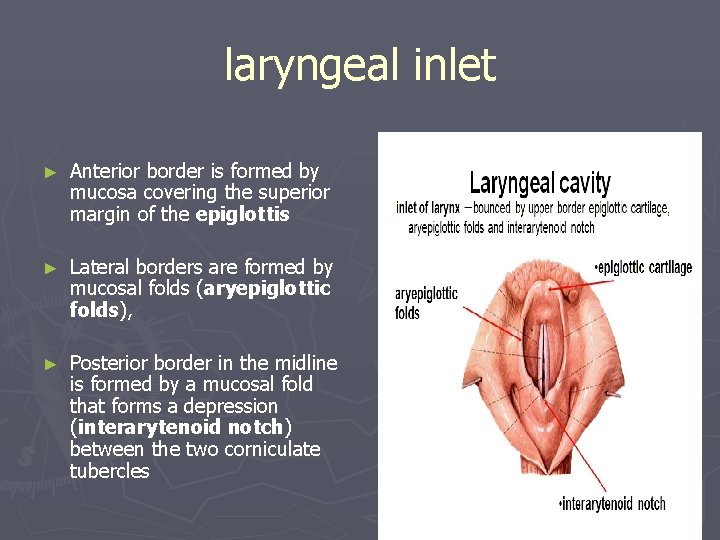 laryngeal inlet ► Anterior border is formed by mucosa covering the superior margin of