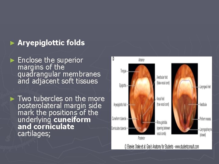 ► Aryepiglottic folds ► Enclose the superior margins of the quadrangular membranes and adjacent