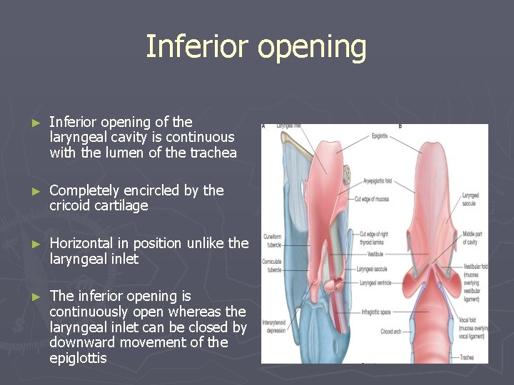 Inferior opening ► Inferior opening of the laryngeal cavity is continuous with the lumen