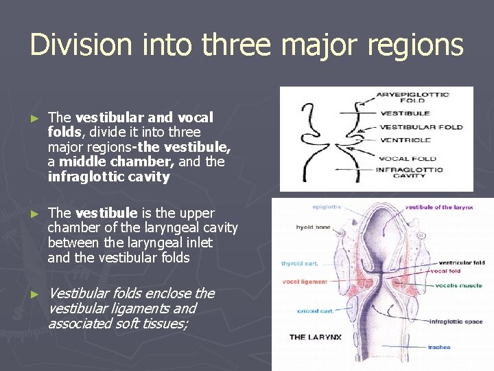 Division into three major regions ► The vestibular and vocal folds, divide it into Division into three major regions ► The vestibular and vocal folds, divide it into