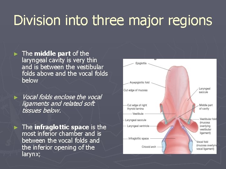 Division into three major regions ► The middle part of the laryngeal cavity is Division into three major regions ► The middle part of the laryngeal cavity is