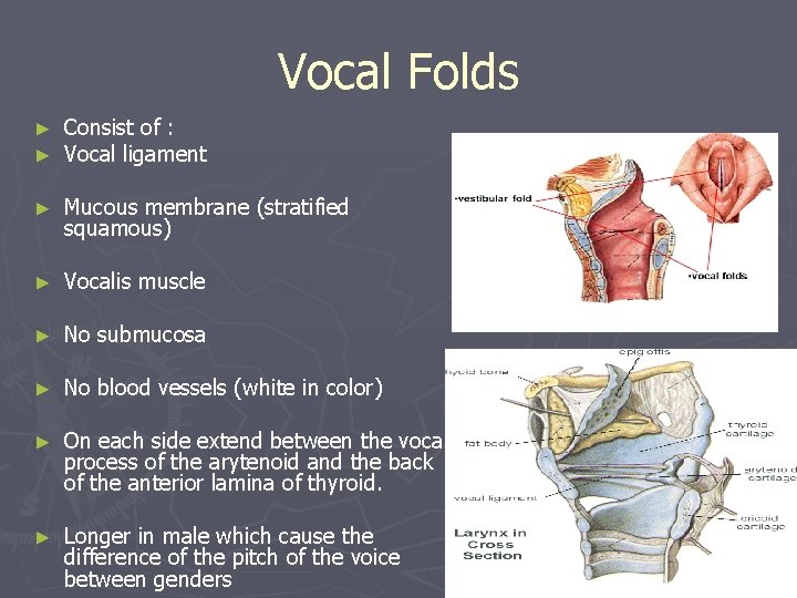 Vocal Folds ► ► Consist of : Vocal ligament ► Mucous membrane (stratified squamous) Vocal Folds ► ► Consist of : Vocal ligament ► Mucous membrane (stratified squamous)