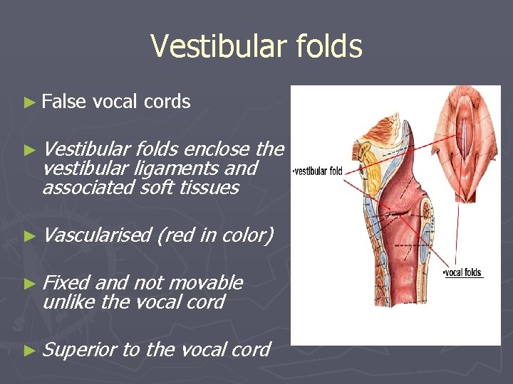 Vestibular folds ► False vocal cords ► Vestibular folds enclose the vestibular ligaments and