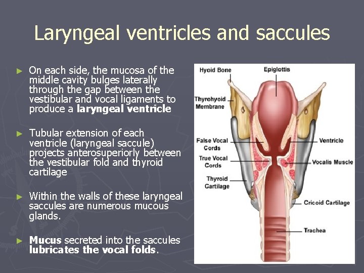 Laryngeal ventricles and saccules ► On each side, the mucosa of the middle cavity Laryngeal ventricles and saccules ► On each side, the mucosa of the middle cavity