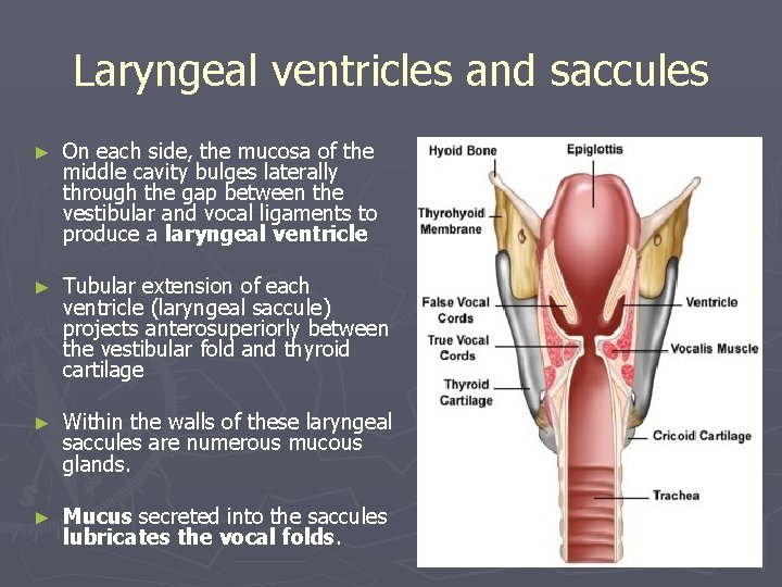 Laryngeal ventricles and saccules ► On each side, the mucosa of the middle cavity