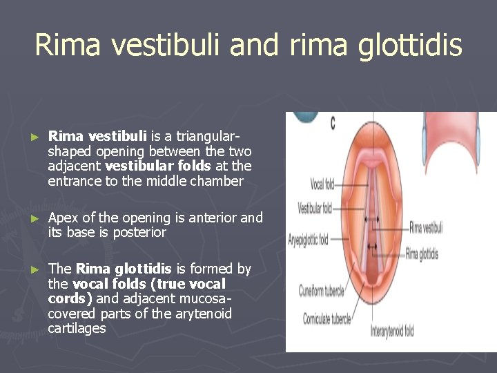 Rima vestibuli and rima glottidis ► Rima vestibuli is a triangularshaped opening between the Rima vestibuli and rima glottidis ► Rima vestibuli is a triangularshaped opening between the