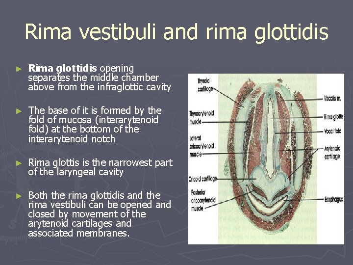 Rima vestibuli and rima glottidis ► Rima glottidis opening separates the middle chamber above Rima vestibuli and rima glottidis ► Rima glottidis opening separates the middle chamber above