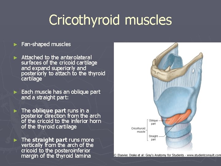 Cricothyroid muscles ► Fan-shaped muscles ► Attached to the anterolateral surfaces of the cricoid Cricothyroid muscles ► Fan-shaped muscles ► Attached to the anterolateral surfaces of the cricoid