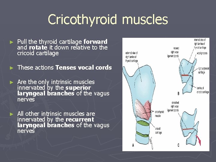 Cricothyroid muscles ► Pull the thyroid cartilage forward and rotate it down relative to