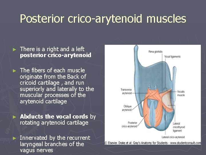 Posterior crico-arytenoid muscles ► There is a right and a left posterior crico-arytenoid ► Posterior crico-arytenoid muscles ► There is a right and a left posterior crico-arytenoid ►