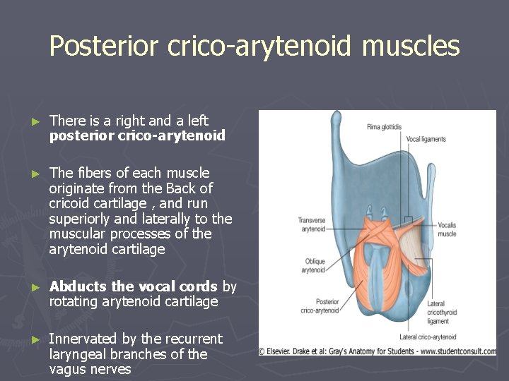 Posterior crico-arytenoid muscles ► There is a right and a left posterior crico-arytenoid ►