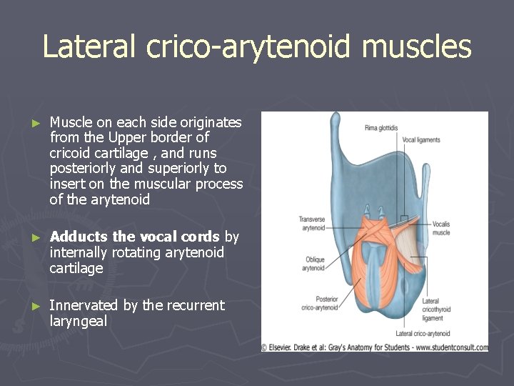 Lateral crico-arytenoid muscles ► Muscle on each side originates from the Upper border of Lateral crico-arytenoid muscles ► Muscle on each side originates from the Upper border of