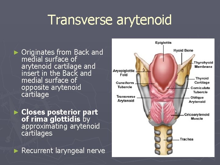Transverse arytenoid ► Originates from Back and medial surface of arytenoid cartilage and insert Transverse arytenoid ► Originates from Back and medial surface of arytenoid cartilage and insert