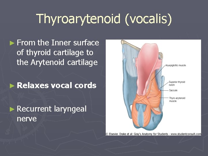Thyroarytenoid (vocalis) ► From the Inner surface of thyroid cartilage to the Arytenoid cartilage Thyroarytenoid (vocalis) ► From the Inner surface of thyroid cartilage to the Arytenoid cartilage