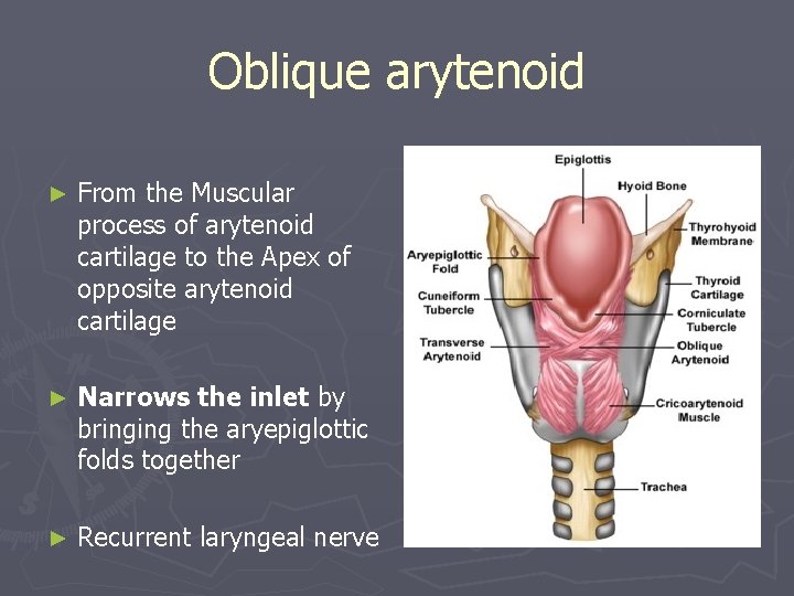 Oblique arytenoid ► From the Muscular process of arytenoid cartilage to the Apex of Oblique arytenoid ► From the Muscular process of arytenoid cartilage to the Apex of