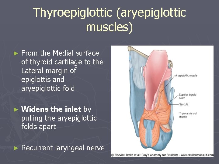 Thyroepiglottic (aryepiglottic muscles) ► From the Medial surface of thyroid cartilage to the Lateral Thyroepiglottic (aryepiglottic muscles) ► From the Medial surface of thyroid cartilage to the Lateral