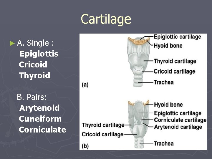 Cartilage ► A. Single : Epiglottis Cricoid Thyroid B. Pairs: Arytenoid Cuneiform Corniculate 