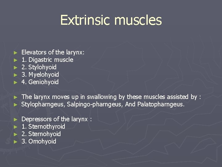 Extrinsic muscles ► ► ► Elevators of the larynx: 1. Digastric muscle 2. Stylohyoid Extrinsic muscles ► ► ► Elevators of the larynx: 1. Digastric muscle 2. Stylohyoid