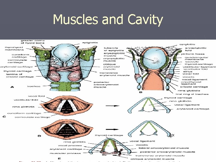 Muscles and Cavity Muscles and Cavity