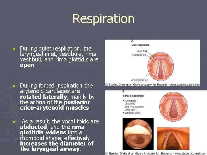 Respiration ► During quiet respiration, the laryngeal inlet, vestibule, rima vestibuli, and rima glottidis