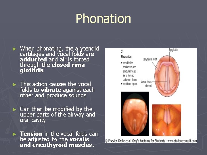 Phonation ► When phonating, the arytenoid cartilages and vocal folds are adducted and air