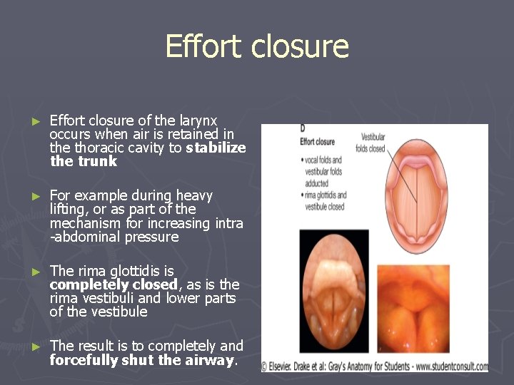 Effort closure ► Effort closure of the larynx occurs when air is retained in