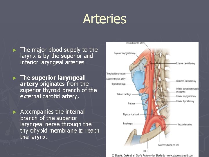 Arteries ► The major blood supply to the larynx is by the superior and