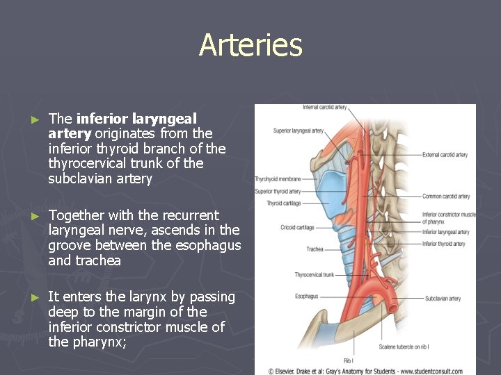 Arteries ► The inferior laryngeal artery originates from the inferior thyroid branch of the Arteries ► The inferior laryngeal artery originates from the inferior thyroid branch of the