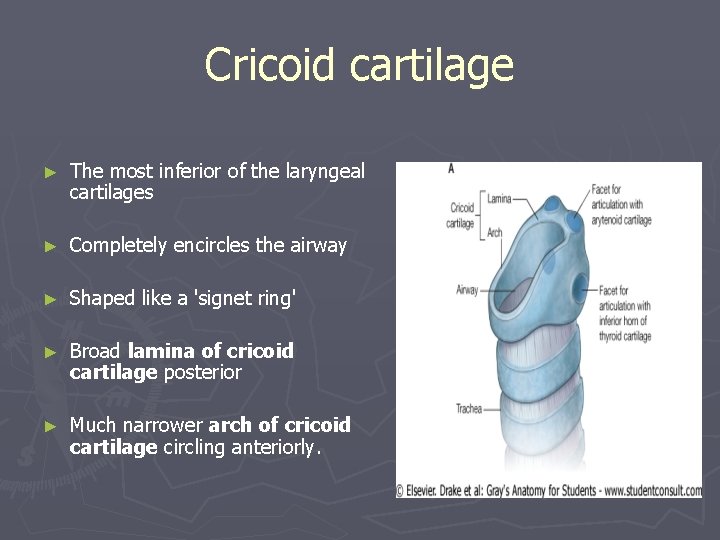 Cricoid cartilage ► The most inferior of the laryngeal cartilages ► Completely encircles the