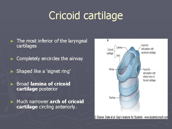 Cricoid cartilage ► The most inferior of the laryngeal cartilages ► Completely encircles the Cricoid cartilage ► The most inferior of the laryngeal cartilages ► Completely encircles the