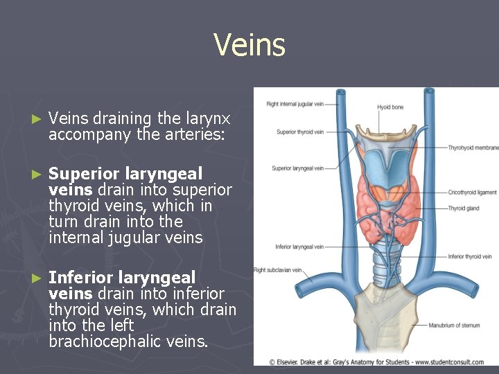 Veins ► Veins draining the larynx accompany the arteries: ► Superior laryngeal veins drain Veins ► Veins draining the larynx accompany the arteries: ► Superior laryngeal veins drain