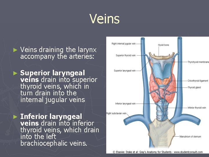 Veins ► Veins draining the larynx accompany the arteries: ► Superior laryngeal veins drain