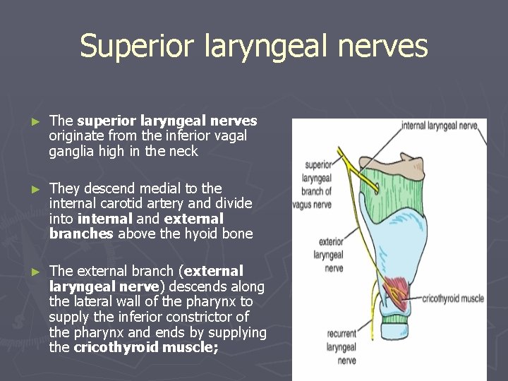 Superior laryngeal nerves ► The superior laryngeal nerves originate from the inferior vagal ganglia