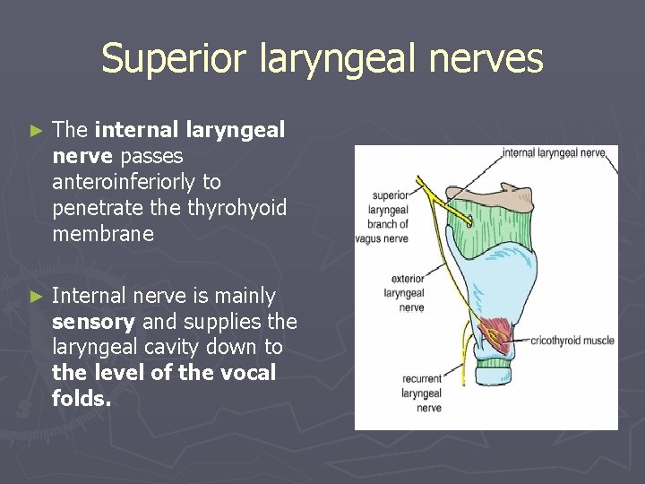Superior laryngeal nerves ► The internal laryngeal nerve passes anteroinferiorly to penetrate thyrohyoid membrane Superior laryngeal nerves ► The internal laryngeal nerve passes anteroinferiorly to penetrate thyrohyoid membrane