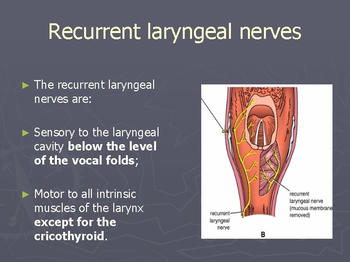 Recurrent laryngeal nerves ► The recurrent laryngeal nerves are: ► Sensory to the laryngeal