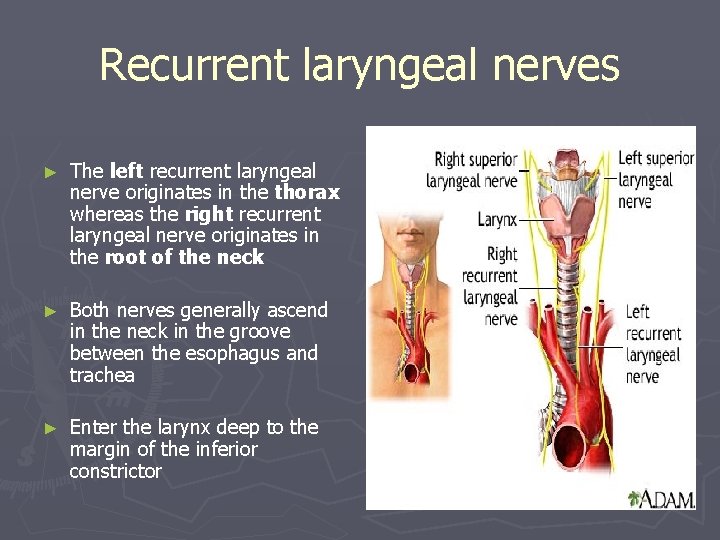 Recurrent laryngeal nerves ► The left recurrent laryngeal nerve originates in the thorax whereas