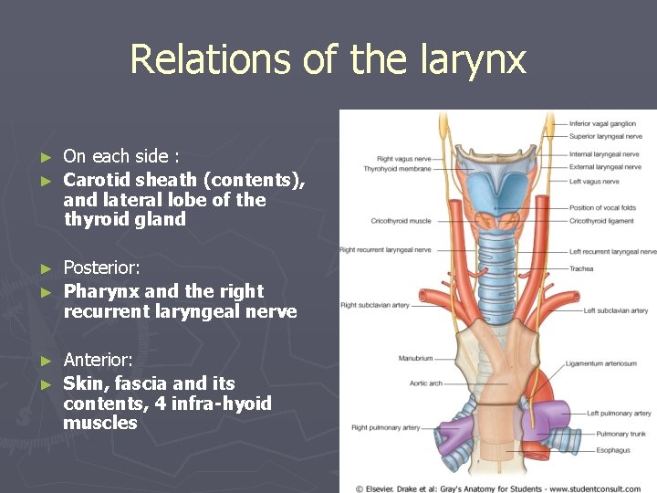 Relations of the larynx On each side : ► Carotid sheath (contents), and lateral Relations of the larynx On each side : ► Carotid sheath (contents), and lateral