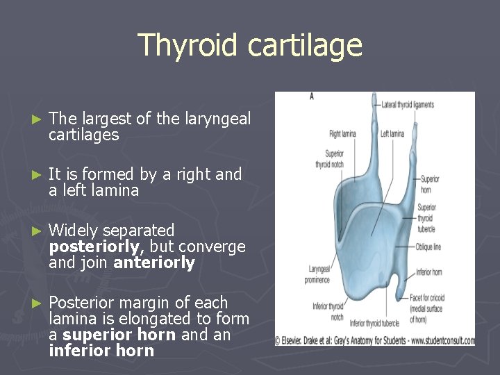 Thyroid cartilage ► The largest of the laryngeal cartilages ► It is formed by Thyroid cartilage ► The largest of the laryngeal cartilages ► It is formed by
