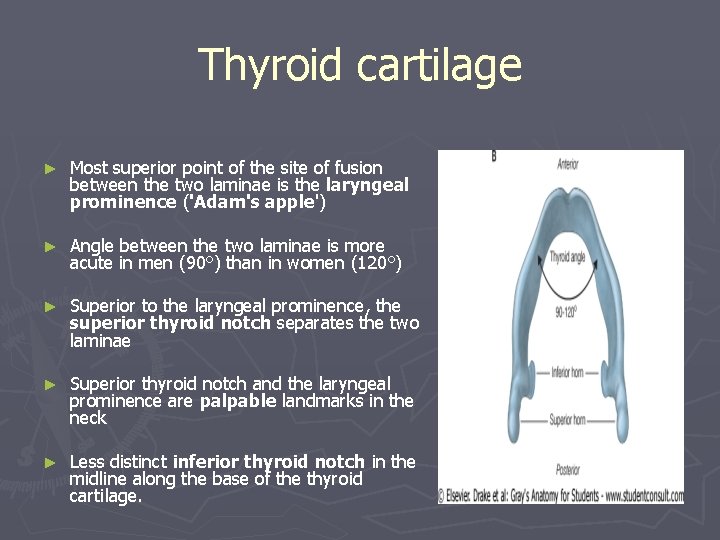 Thyroid cartilage ► Most superior point of the site of fusion between the two