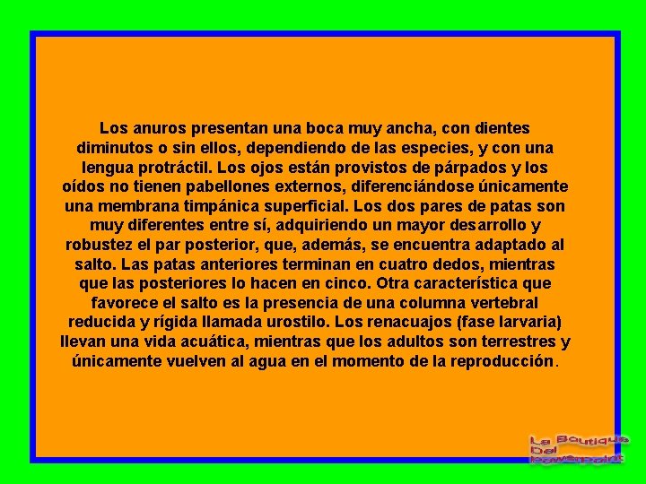 Los anuros presentan una boca muy ancha, con dientes diminutos o sin ellos, dependiendo