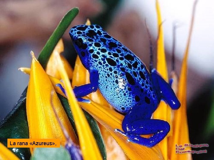 La rana «Azureus» , 