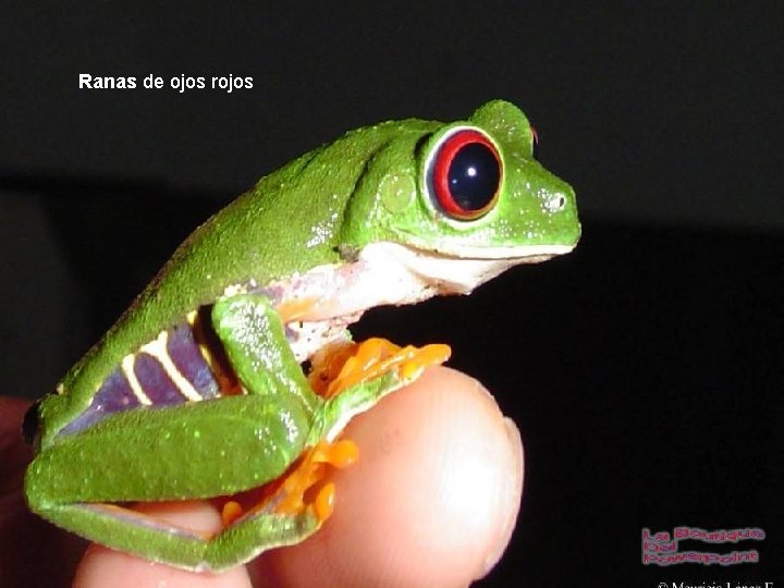 Ranas de ojos rojos 