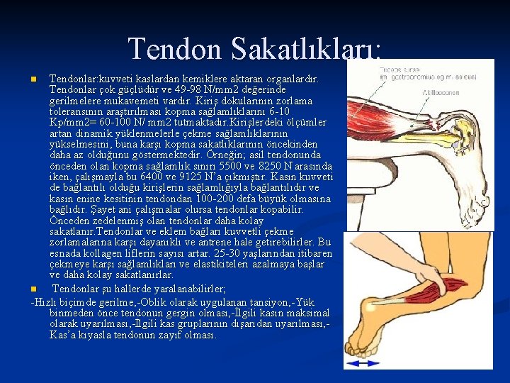 Tendon Sakatlıkları: Tendonlar: kuvveti kaslardan kemiklere aktaran organlardır. Tendonlar çok güçlüdür ve 49 -98