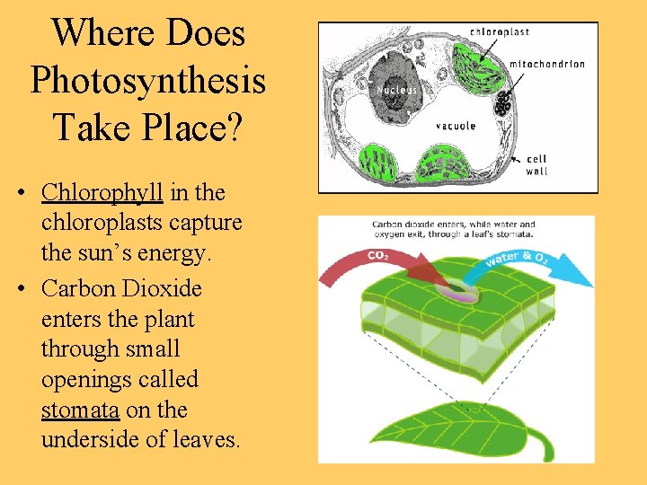 Where Does Photosynthesis Take Place? • Chlorophyll in the chloroplasts capture the sun’s energy.